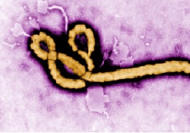ebola, what is it?