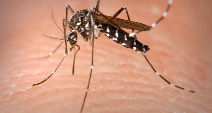 Questions-réponses sur la maladie à virus Zika